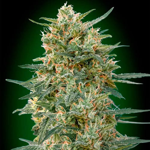 Gorilla Fast - 00 Seeds