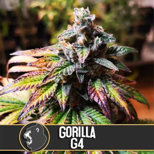 Gorilla G4 - Blimburn Seeds