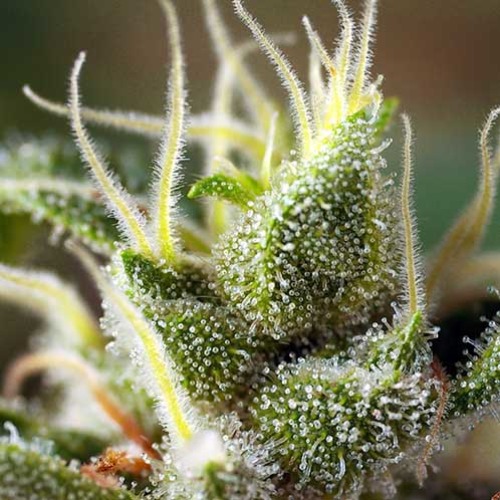 Gorilla Girl F1 Fast Version - Sweet Seeds Trichomen