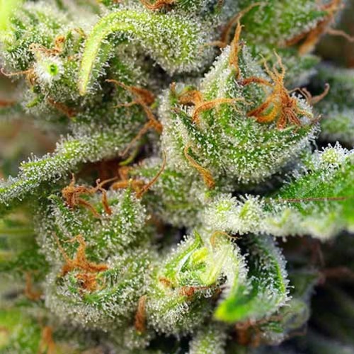 Gorilla Girl - Sweet Seeds - Close-up top in bloei