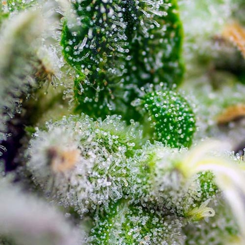 Gorilla Girl XL Auto - Sweet Seeds Close-up trichomen