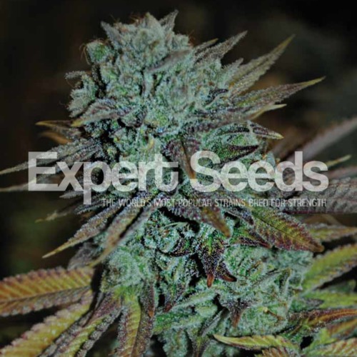 Expert Gorilla Glue - Expert Seeds