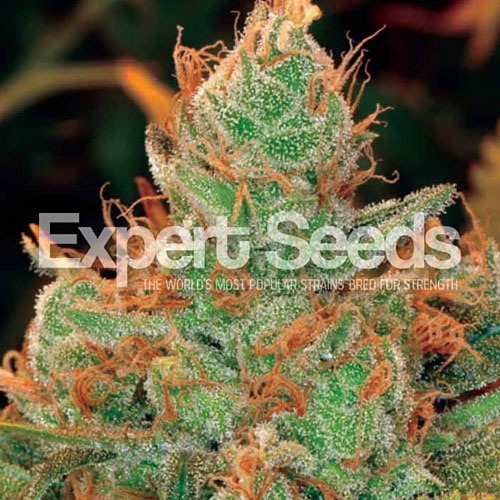 Gorilla Lilly - Expert Seeds
