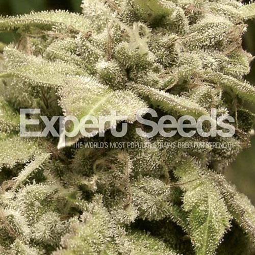 Gorilla X White Widow - Expert Seeds