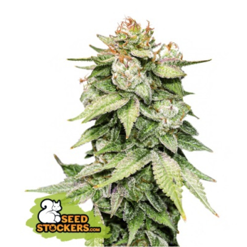 Gorilla Glue Auto - Seedstockers