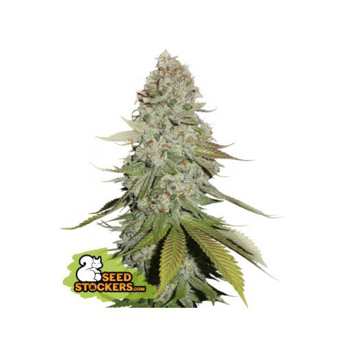 Gorilla Glue - Seedstockers