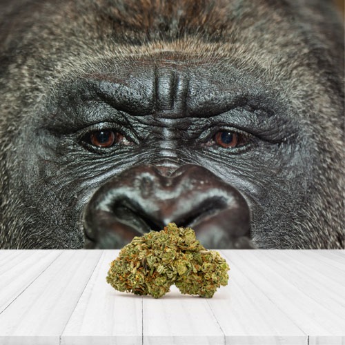 Gorilla Glue Huismerk wiet