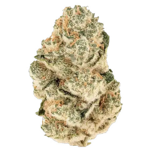 Gorilla Melon - FastBuds