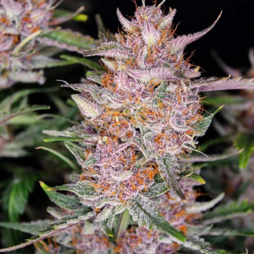 closeup Gorilla Punch Auto - FastBuds