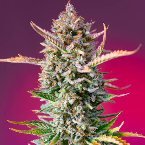 Gorilla Sherbet F1 Fast Version - Sweet Seeds