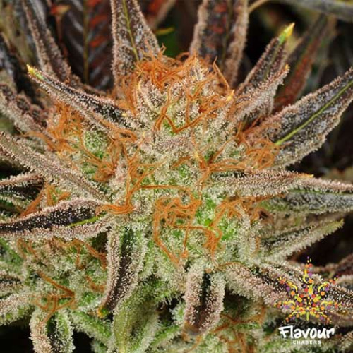 Grand Daddy Banner - Flavour Chasers