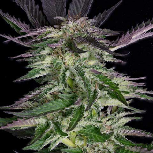 Grandaddy Purple - Big Head Seeds