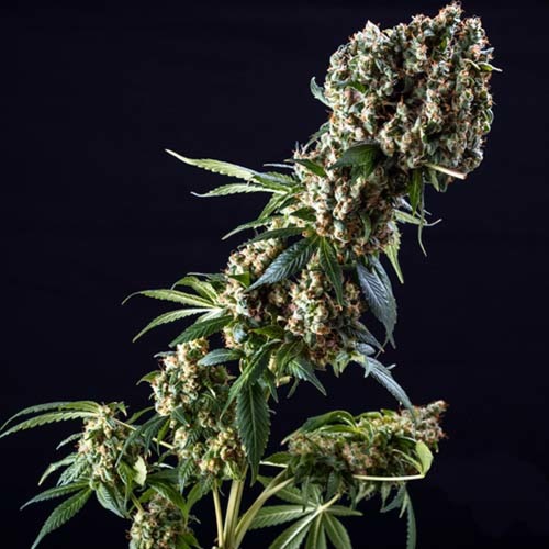 Grandaddy Purple - Blimburn Seeds - Dikke Hoofdtop