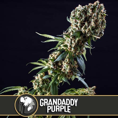 Grandaddy Purple - Blimburn Seeds