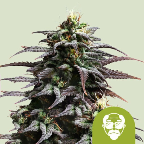 Granddaddy Purple Auto - Royal Queen Seeds
