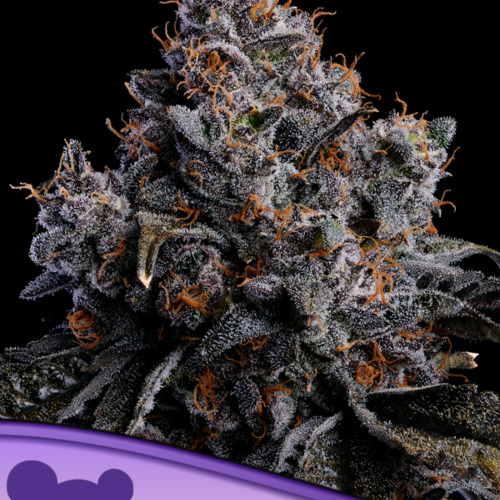 Grape Pop Rock Auto - Anesia Seeds