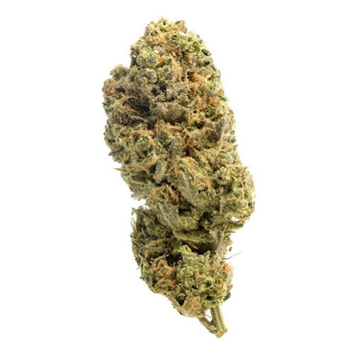 Grapefruit Superstar - Amsterdam Genetics