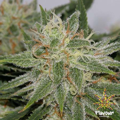 Grapefruit Tangie - Flavour Chasers