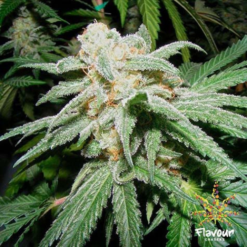 Grapefruit Tangie - Flavour Chasers 2