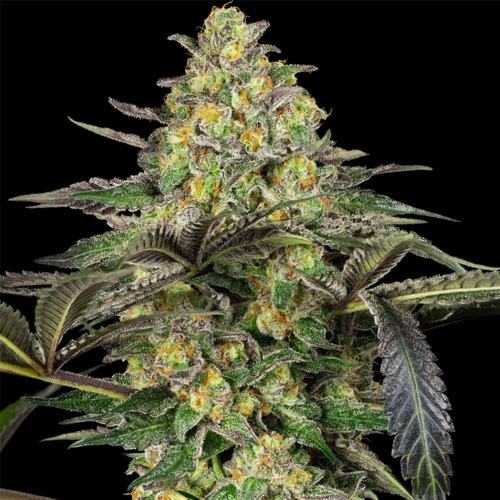 Grapevine Candy - Sensi Seeds