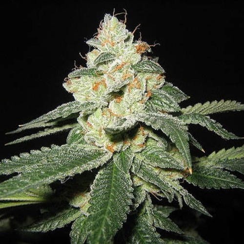 Great White Shark Auto - Huismerk Wietzaadjes.nl
