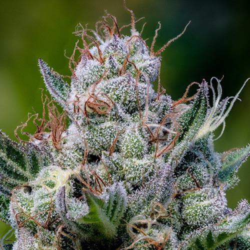 Green Apple Juice Auto - Anesia Seeds