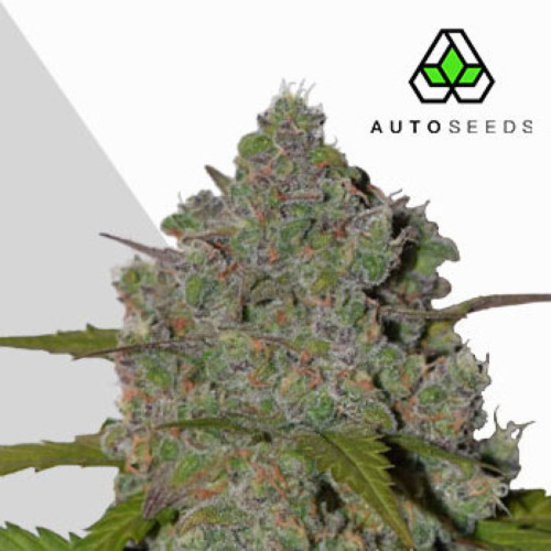 Green Crack Autoflower - Auto Seeds