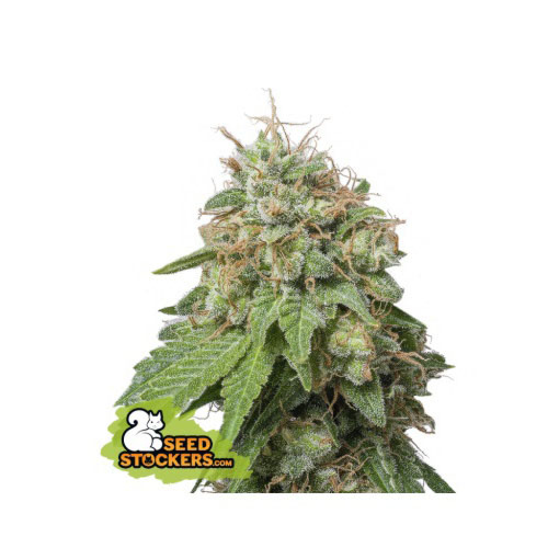 Green Crack Auto - Seedstockers