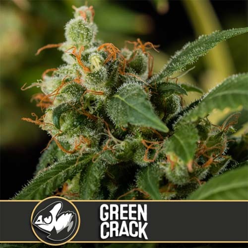 Green Crack - Blimburn Seeds