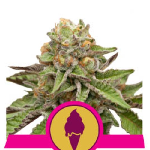 Green Gelato - Royal Queen Seeds