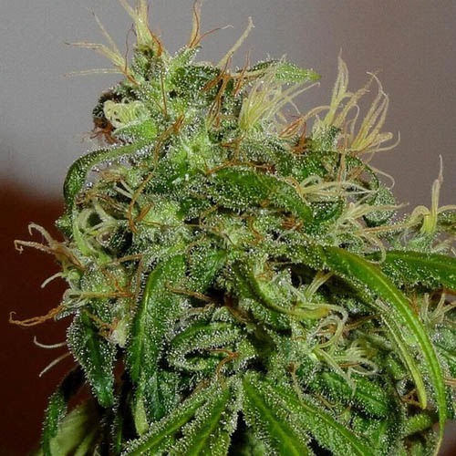 Arjan's Ultra Haze #2 - Green House Seeds - wiet