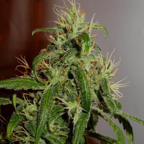 Arjan's Ultra Haze #2 - Green House Seeds - top wietplant tijdens bloeiperiode