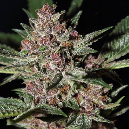 Bubba Kush - Green House Seeds