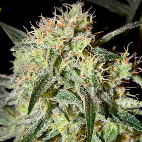 Damn Sour - Green House Seeds