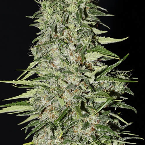 Diamond Girl - Green House Seeds