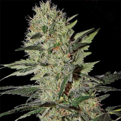 Exodus Cheese Auto - Green House Seeds