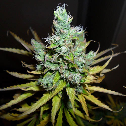 Exodus Cheese - Green House Seeds - Wietplant oogstrijp