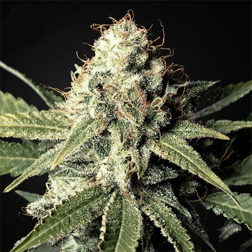 Great White Shark CBD - Green House Seeds