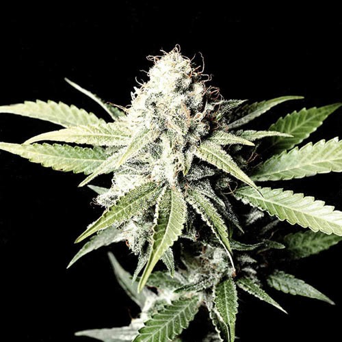 Great White Shark - Green House Seeds