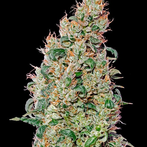 Green O Matic Autoflower - Green House Seeds