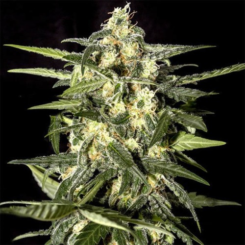 Jack Herer Auto - Green House Seeds