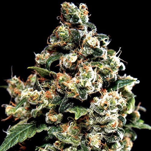 Jack Herer - Green House Seeds