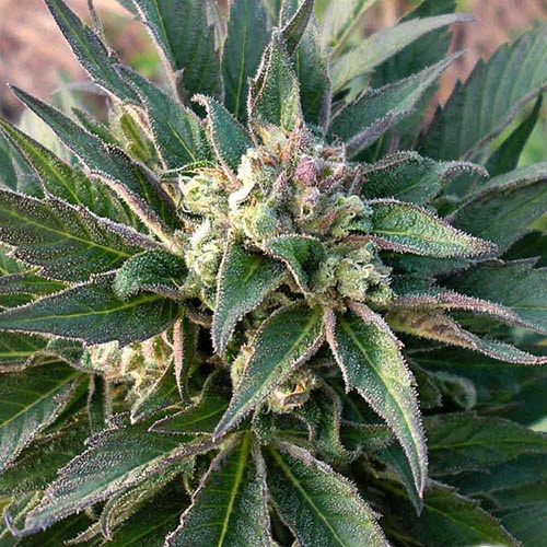 K-train - Green House Seeds