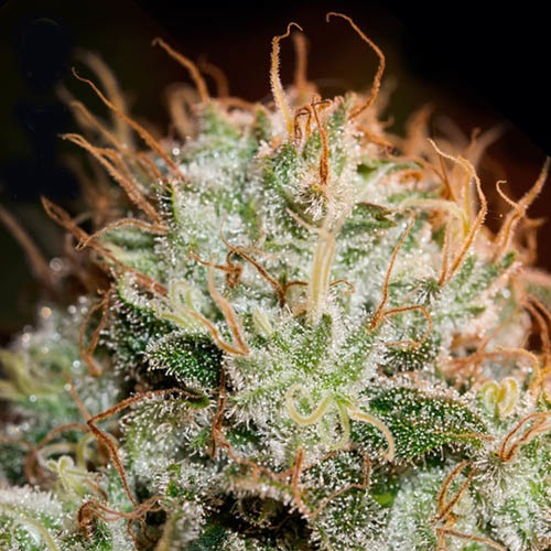 Kaia Kush - Green House Seeds