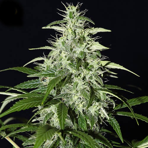 Kalashnikova Autoflower - Green House Seeds