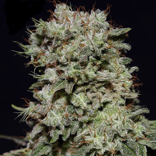 Kalashnikova - Green House Seeds