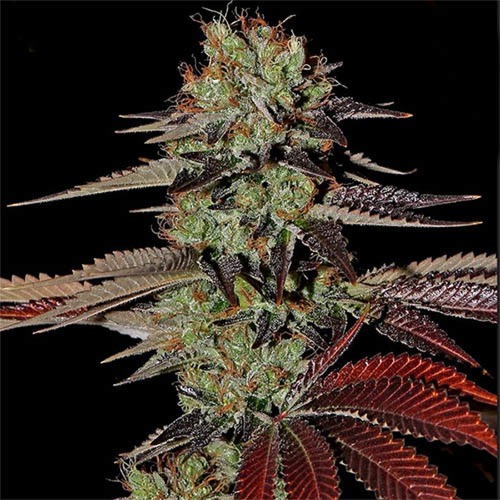 King's Kush Auto - Green House Seeds