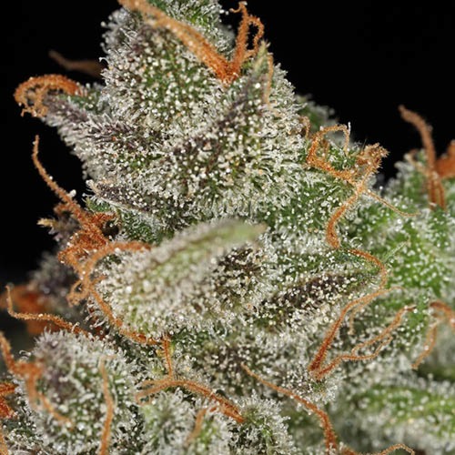 King's Kush - Green House Seeds