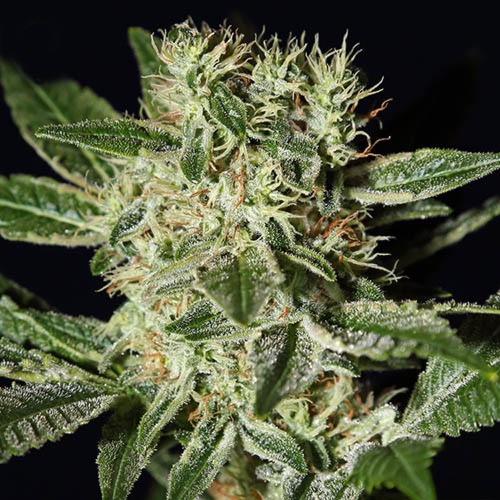 Ladyburn 1974 - Green House Seeds