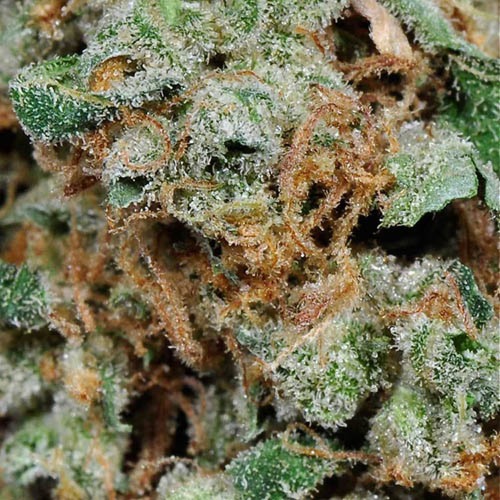 Lemon Skunk - Green House Seeds